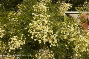 Sophora du Japon