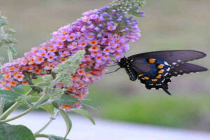 Buddleia bicolore (Buddleia x weyeriana "flower power")