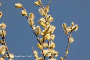 Saule marsault