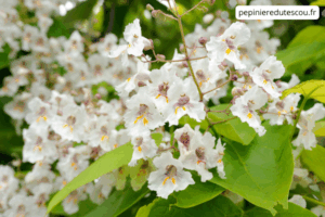 Catalpa
