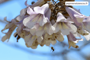 Paulownia